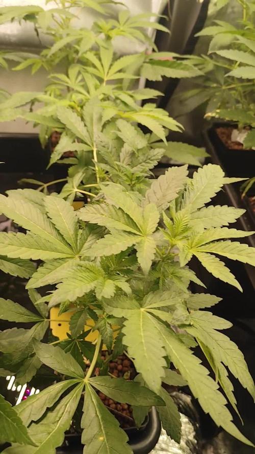 Phenohunting N1/2026 LCG x Vitamin Z