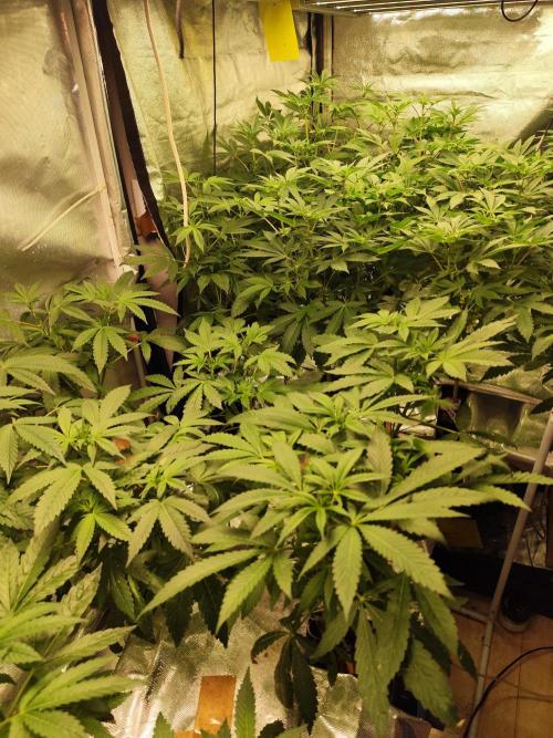 Phenohunting N1/2026 LCG x Vitamin Z. Week 11