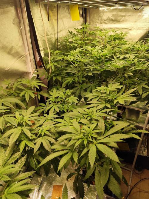 Phenohunting N1/2026 LCG x Vitamin Z. Week 11