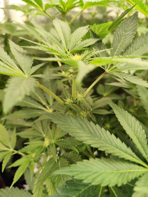 Phenohunting N1/2026 LCG x Vitamin Z. Week 11