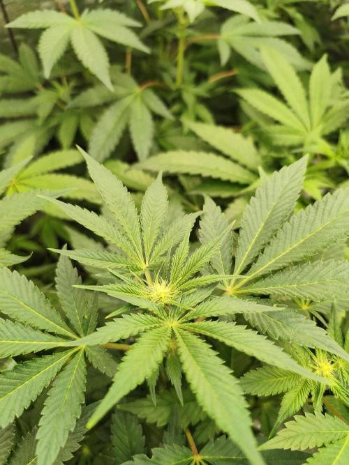 Phenohunting N1/2026 LCG x Vitamin Z. Week 11