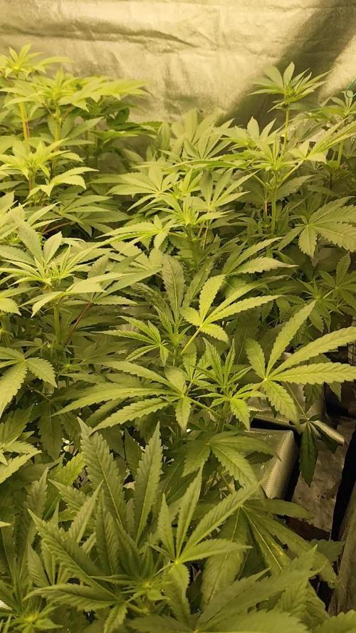 Phenohunting N1/2026 LCG x Vitamin Z