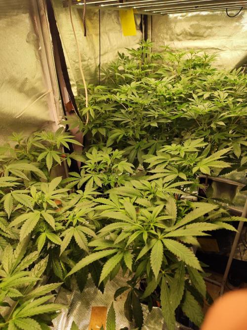 Phenohunting N1/2026 LCG x Vitamin Z. Week 11