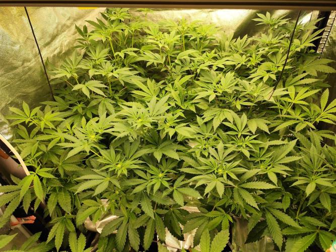 Phenohunting N1/2026 LCG x Vitamin Z. Week 11
