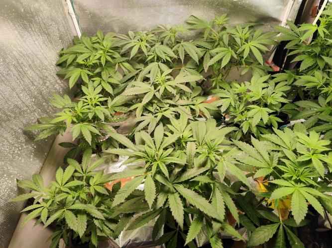 Phenohunting N1/2026 LCG x Vitamin Z. Week 11