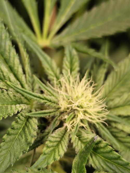 Phenohunting N1/2026 LCG x Vitamin Z. Week 11