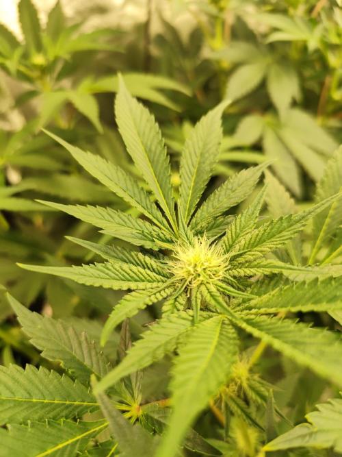 Phenohunting N1/2026 LCG x Vitamin Z. Week 11