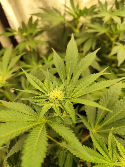 Phenohunting N1/2026 LCG x Vitamin Z. Week 11