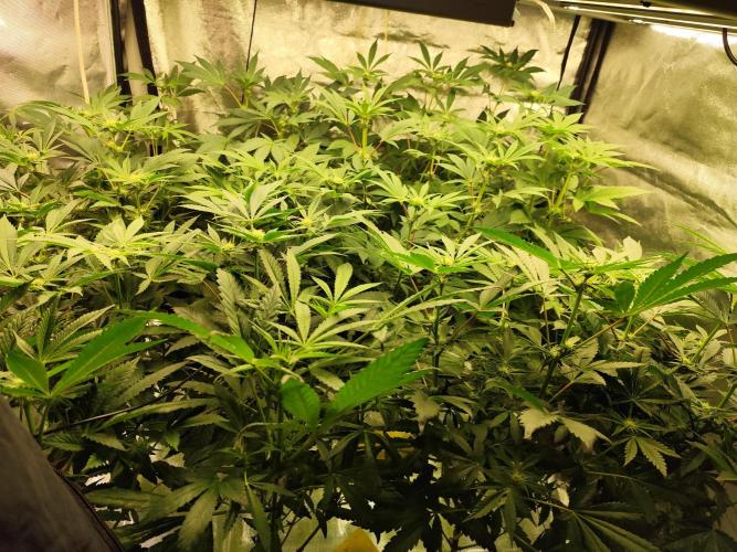 Phenohunting N1/2026 LCG x Vitamin Z. Week 11