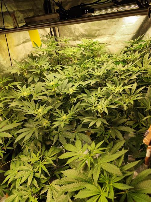 Phenohunting N1/2026 LCG x Vitamin Z. Week 11