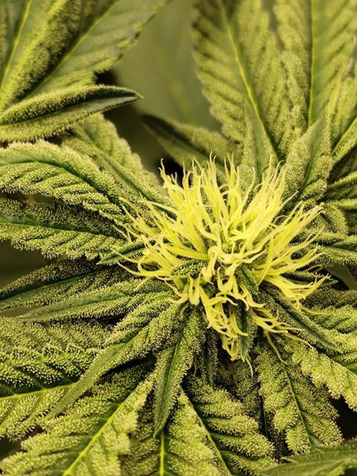Phenohunting N1/2026 LCG x Vitamin Z. Week 12