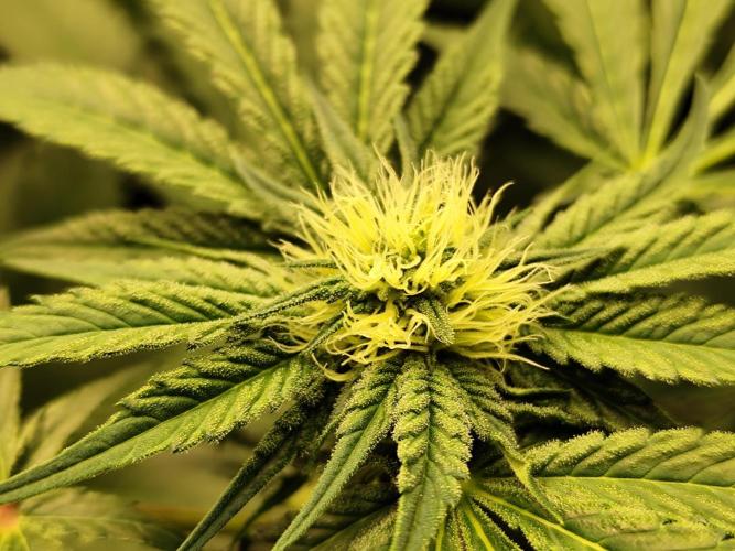 Phenohunting N1/2026 LCG x Vitamin Z. Week 12