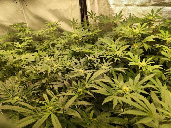 Phenohunting N1/2026 LCG x Vitamin Z. Week 12