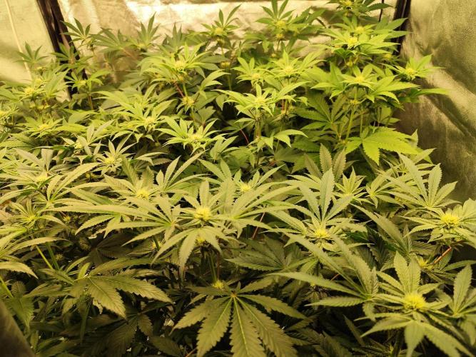 Phenohunting N1/2026 LCG x Vitamin Z. Week 12