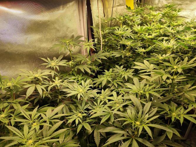 Phenohunting N1/2026 LCG x Vitamin Z. Week 12