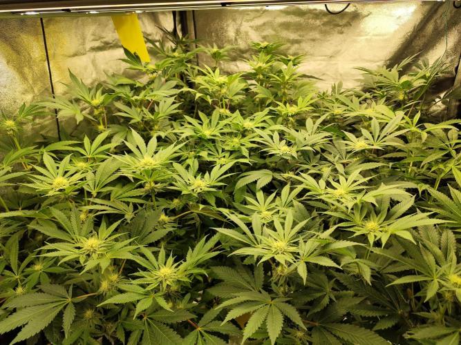 Phenohunting N1/2026 LCG x Vitamin Z. Week 12
