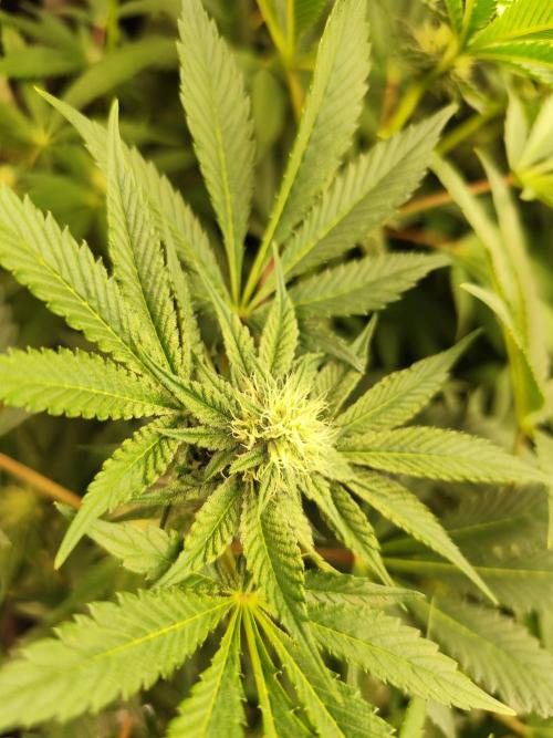 Phenohunting N1/2026 LCG x Vitamin Z. Week 12