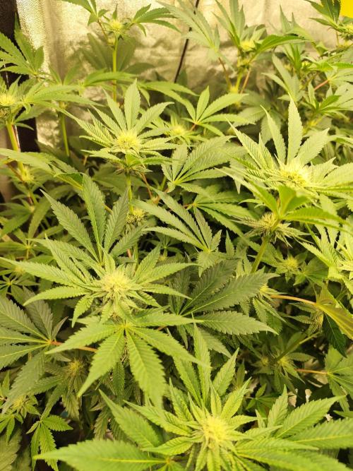 Phenohunting N1/2026 LCG x Vitamin Z. Week 12