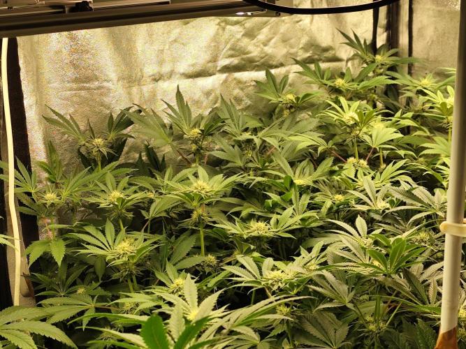 Phenohunting N1/2026 LCG x Vitamin Z. Week 12
