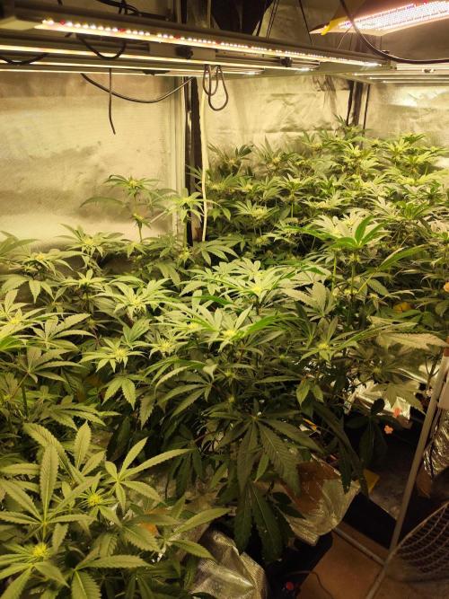 Phenohunting N1/2026 LCG x Vitamin Z. Week 12