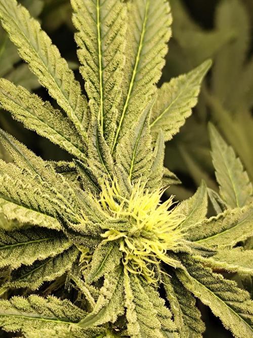 Phenohunting N1/2026 LCG x Vitamin Z. Week 12