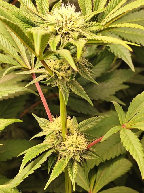 Phenohunting N1/2026 LCG x Vitamin Z. Week 12