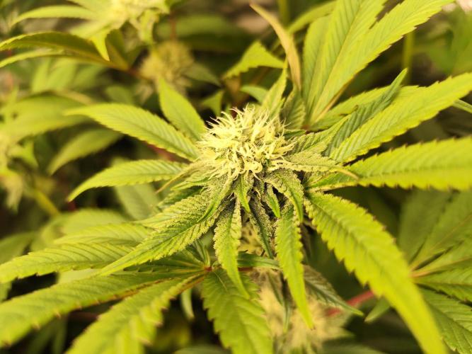 Phenohunting N1/2026 LCG x Vitamin Z. Week 12