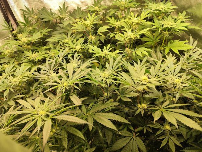 Phenohunting N1/2026 LCG x Vitamin Z. Week 12