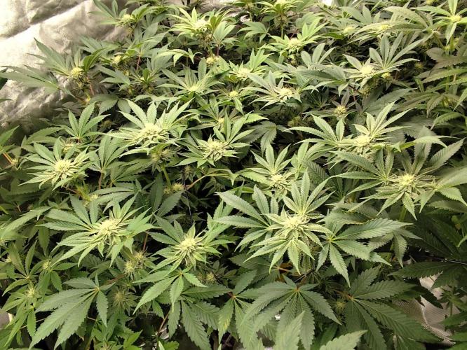 Phenohunting N1/2026 LCG x Vitamin Z. Week 12