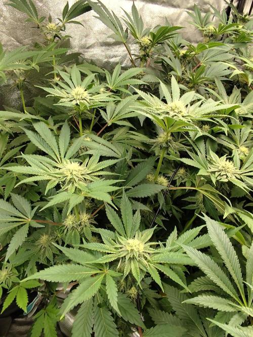 Phenohunting N1/2026 LCG x Vitamin Z. Week 12