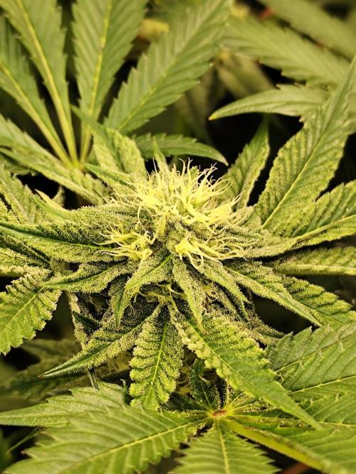 Phenohunting N1/2026 LCG x Vitamin Z. Week 12