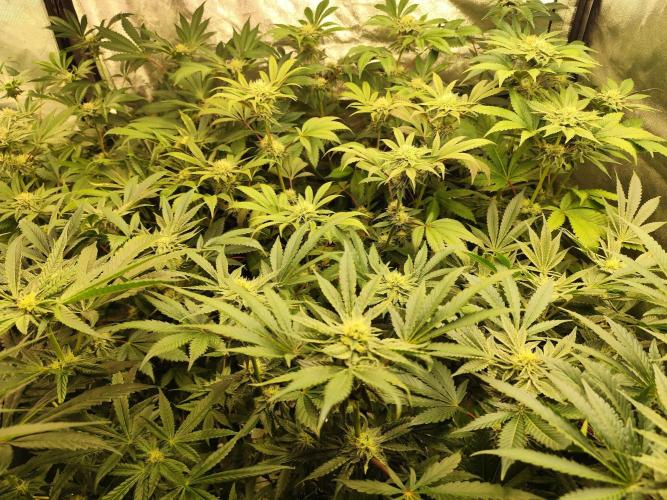 Phenohunting N1/2026 LCG x Vitamin Z. Week 12