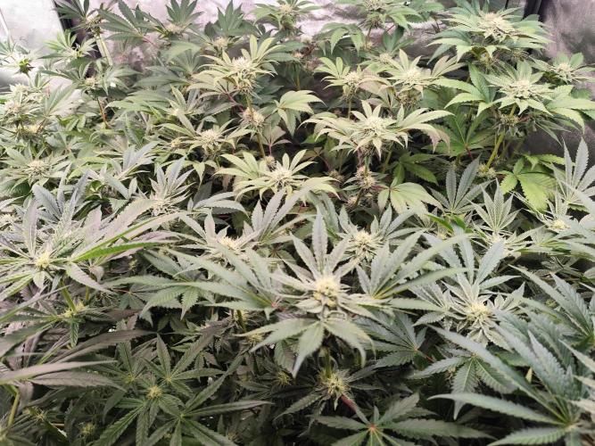 Phenohunting N1/2026 LCG x Vitamin Z. Week 12