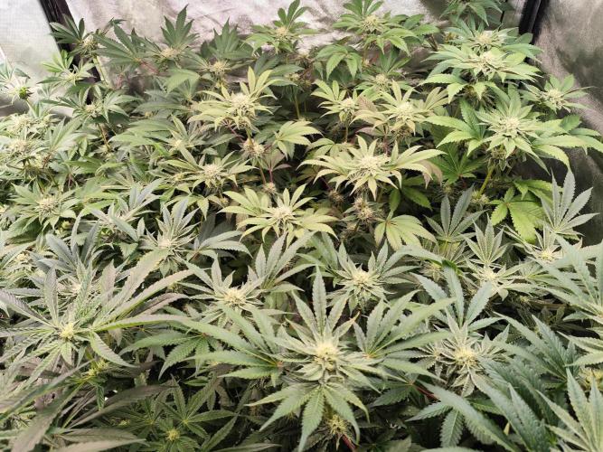 Phenohunting N1/2026 LCG x Vitamin Z. Week 12