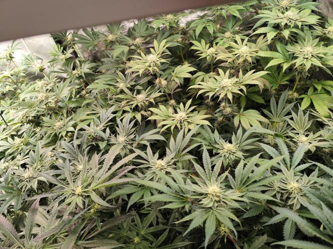Phenohunting N1/2026 LCG x Vitamin Z. Week 12