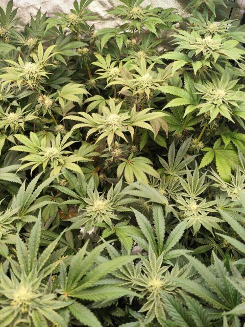 Phenohunting N1/2026 LCG x Vitamin Z. Week 12