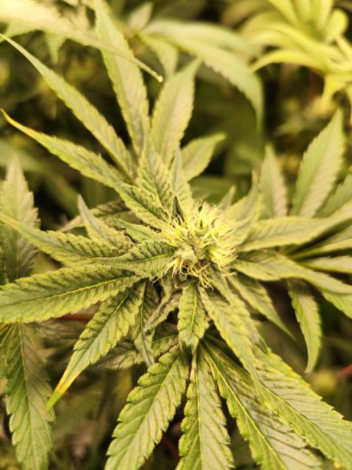Phenohunting N1/2026 LCG x Vitamin Z. Week 12