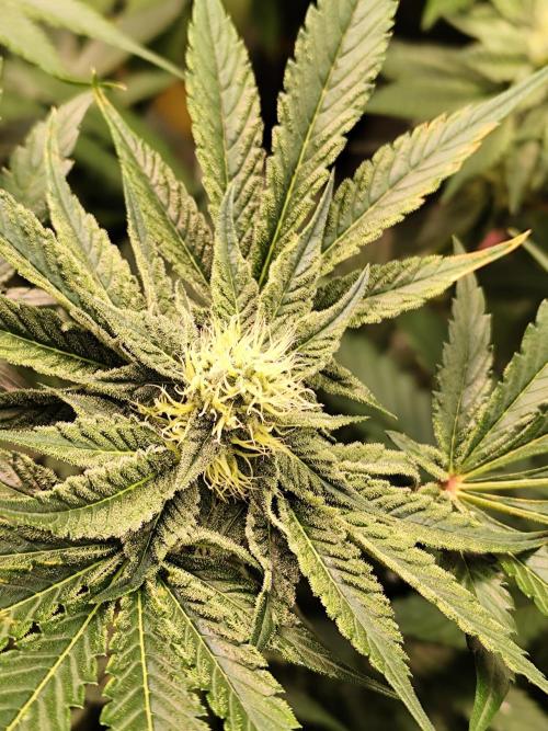 Phenohunting N1/2026 LCG x Vitamin Z. Week 12