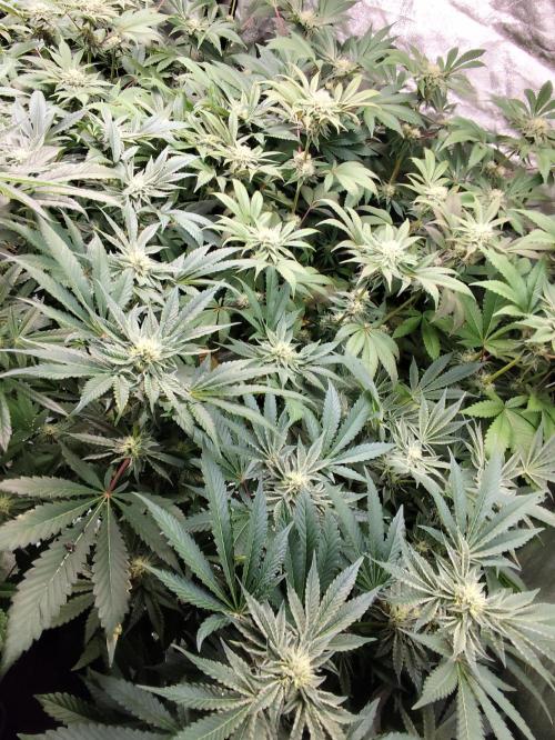 Phenohunting N1/2026 LCG x Vitamin Z. Week 12