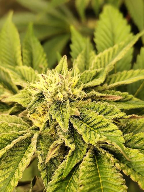 Phenohunting N1/2026 LCG x Vitamin Z. Week 12