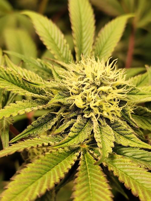 Phenohunting N1/2026 LCG x Vitamin Z. Week 12