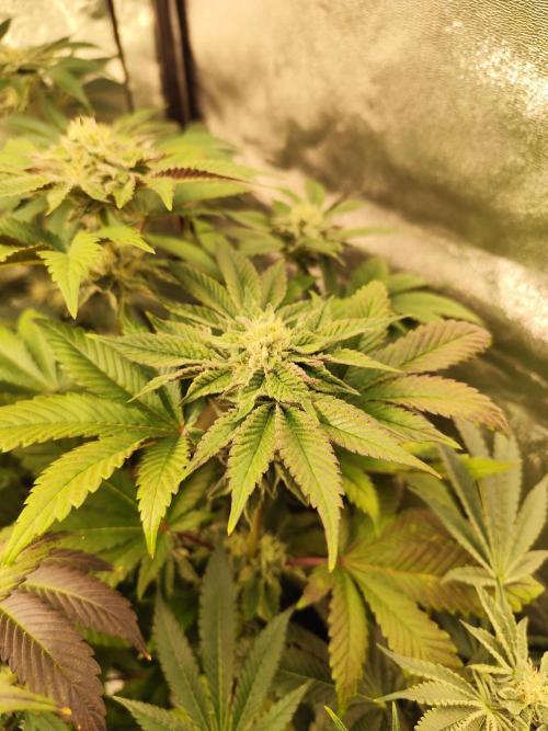 Phenohunting N1/2026 LCG x Vitamin Z. Week 12