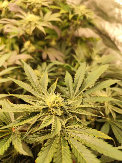 Phenohunting N1/2026 LCG x Vitamin Z. Week 12