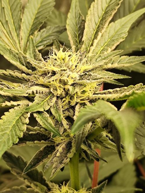 Phenohunting N1/2026 LCG x Vitamin Z. Week 12