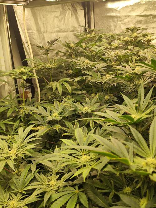 Phenohunting N1/2026 LCG x Vitamin Z. Week 12