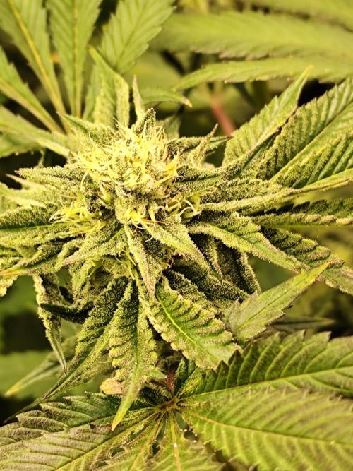 Phenohunting N1/2026 LCG x Vitamin Z. Week 12