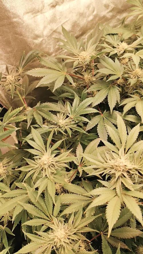 Phenohunting N1/2026 LCG x Vitamin Z