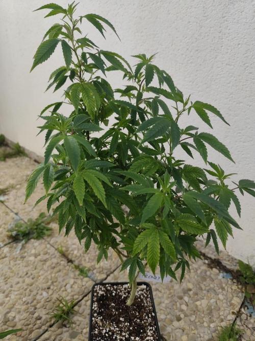 Outdoor mother plant. Week 1