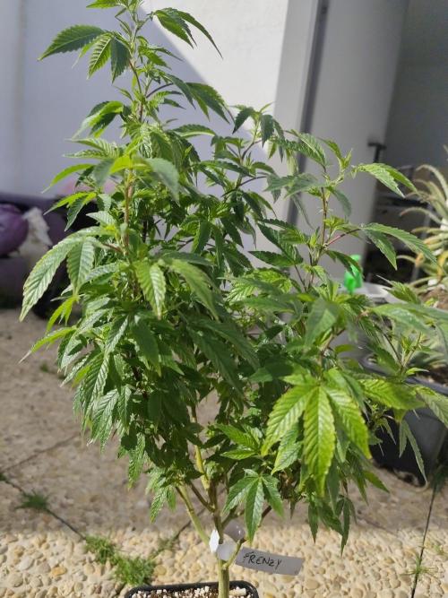 Outdoor mother plant. Week 1