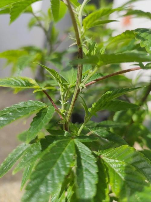 Outdoor mother plant. Week 1